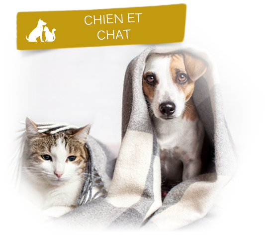 chat et chien bien protégés sous une couverture